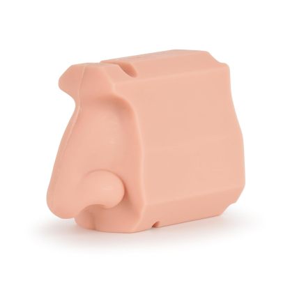 Human Nasal Cavity Anatomy Model