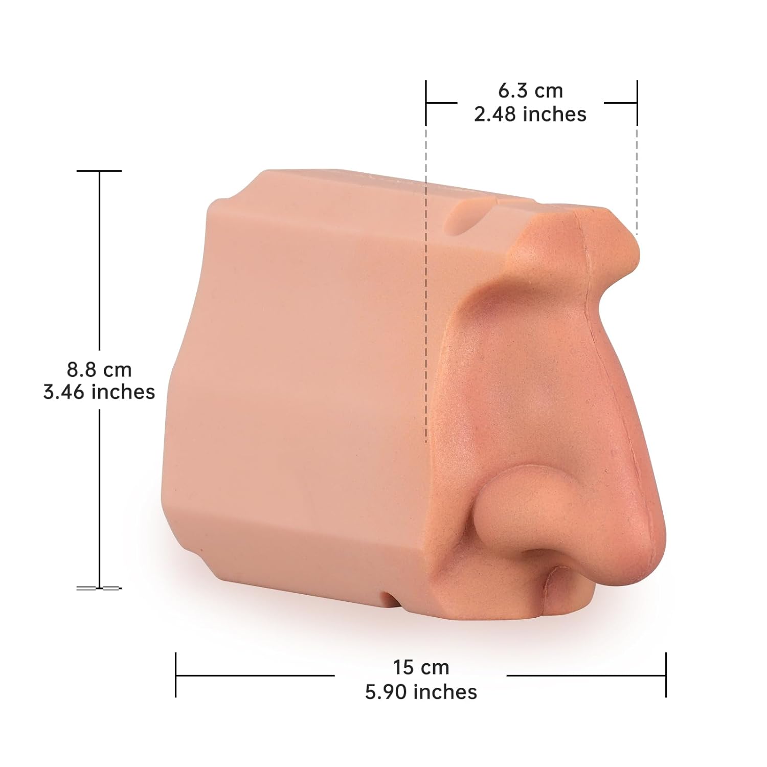 Life-Size Nasal Cavity Anatomy Model