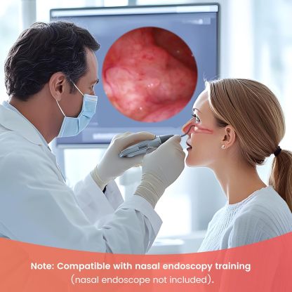 Nasal Cavity Anatomy Model