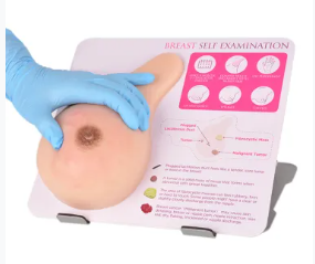 Deluxe Breast Examination Model with Adjustable Base