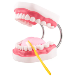 6x Life-Size Mouth Model with Tongue