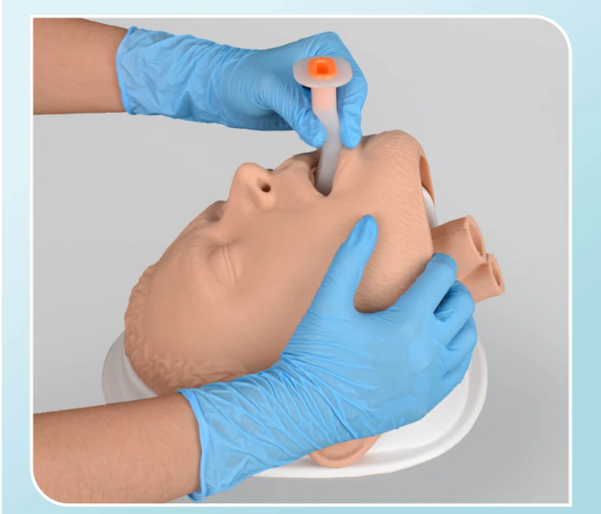 Adult Airway Management Trainer