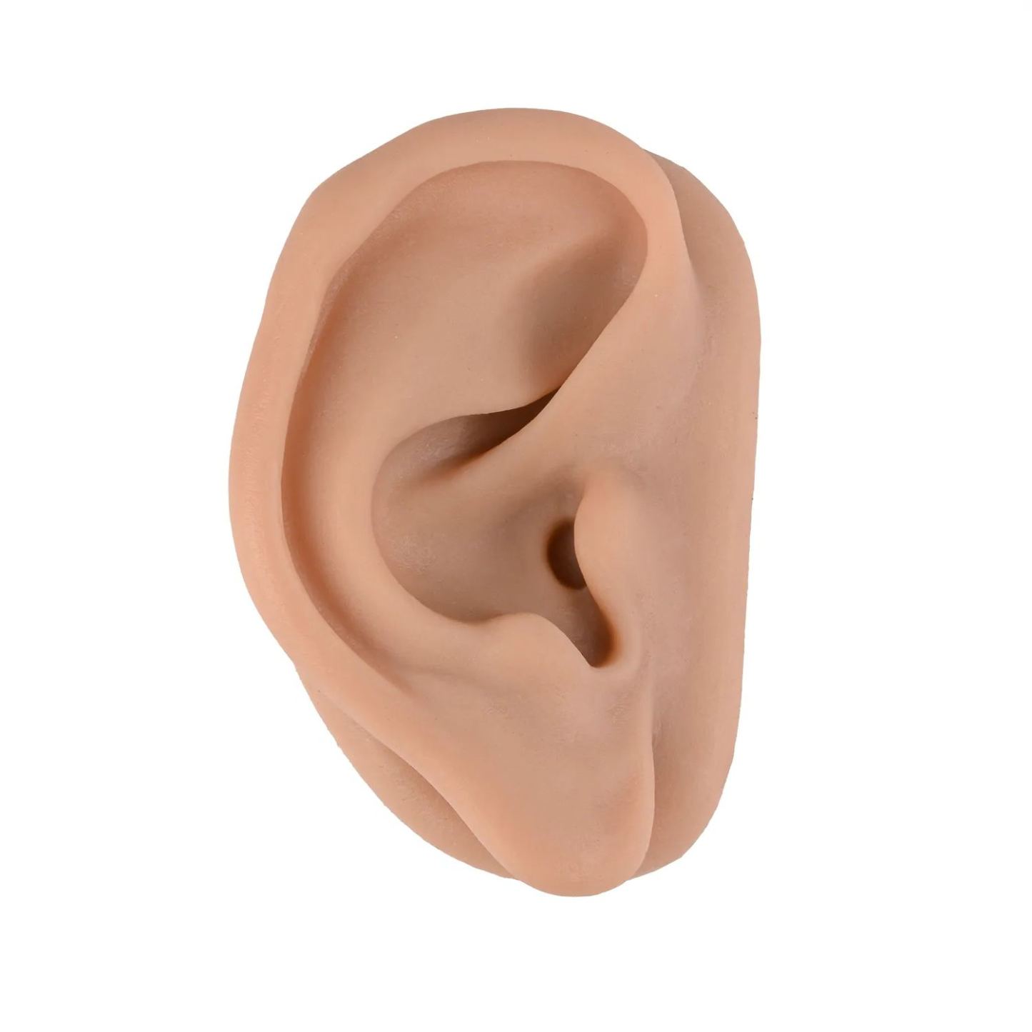 Ultrassist Enlarged Silicone Acupuncture Ear Model