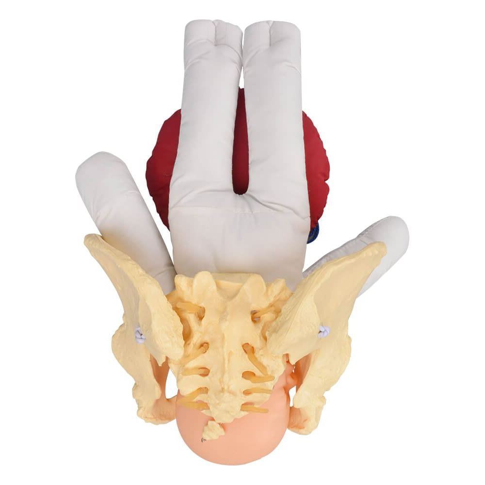 Childbirth Education Pelvis Model with Fetal Model
