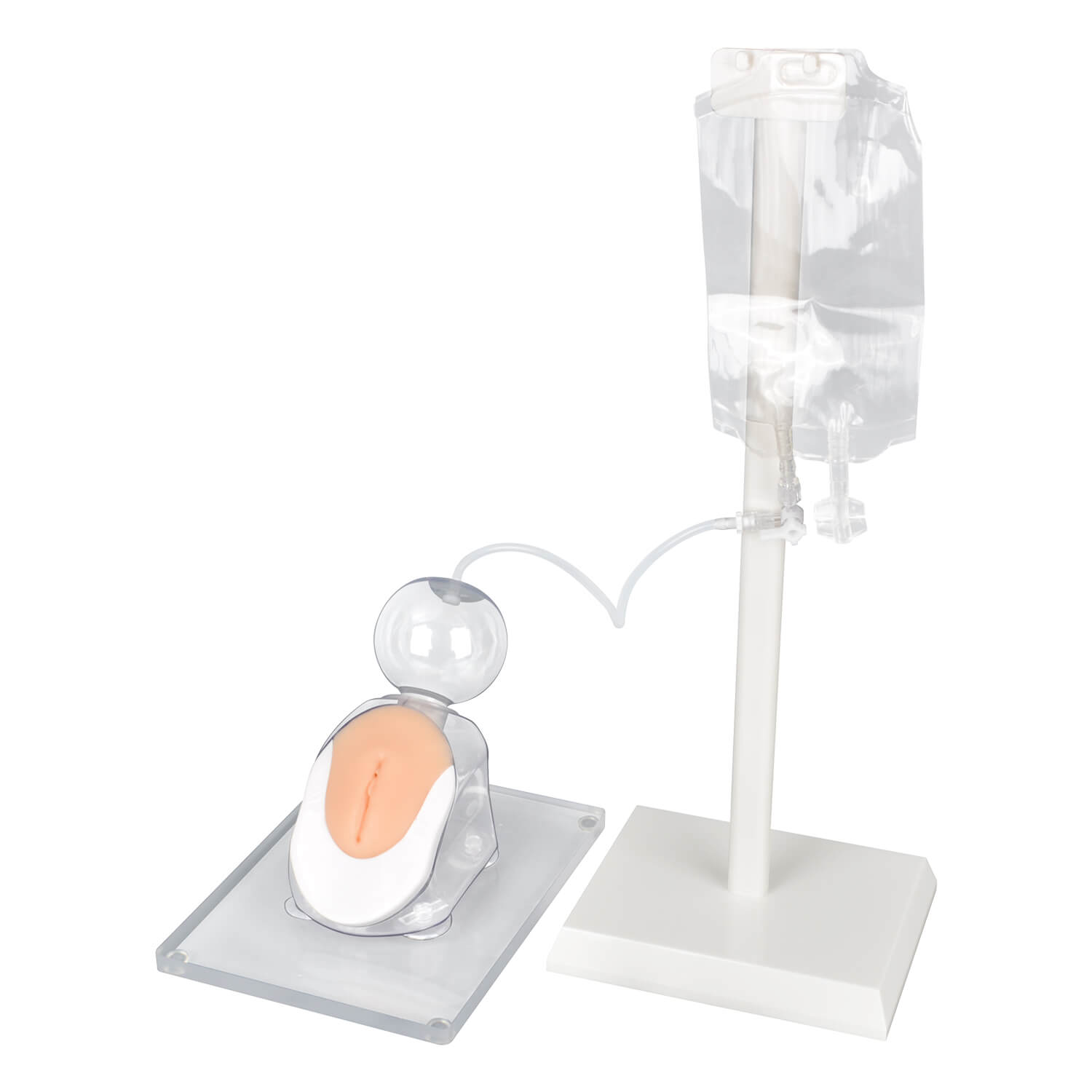 Infant female catheterization model for nursing skills training