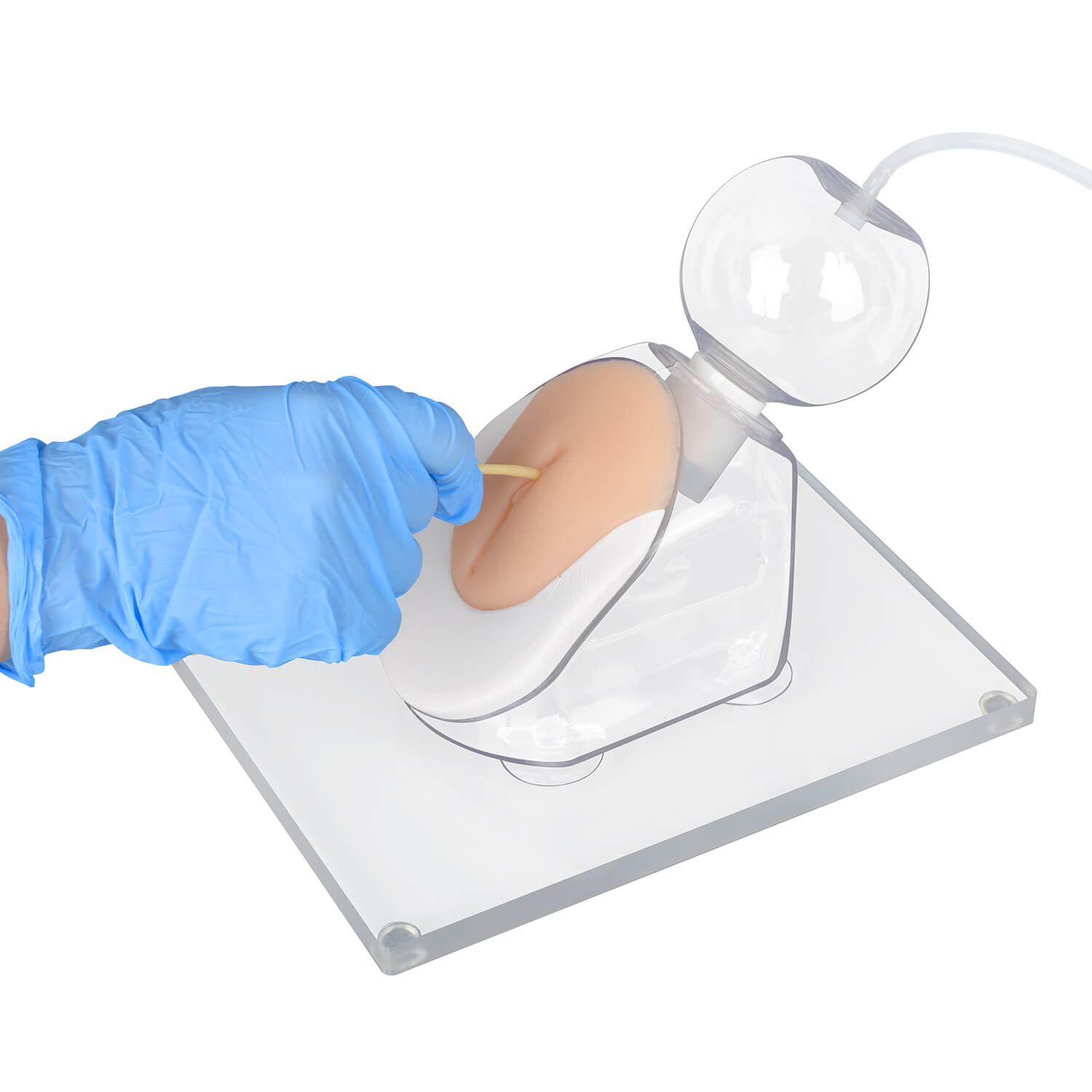 Infant female anatomy model for urinary catheter insertion practice