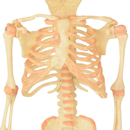 Infant Fetus Skeleton Model with Double Skull Head