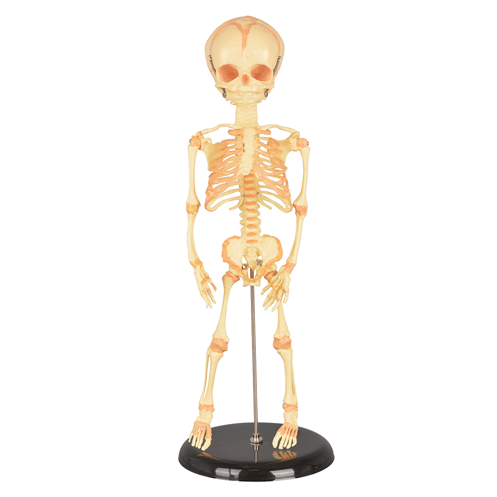 Infant Skeleton Model (Single Skull) - Mini Size, Rod Mounted