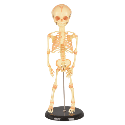 Infant Skeleton Model (Single Skull) - Mini Size, Rod Mounted