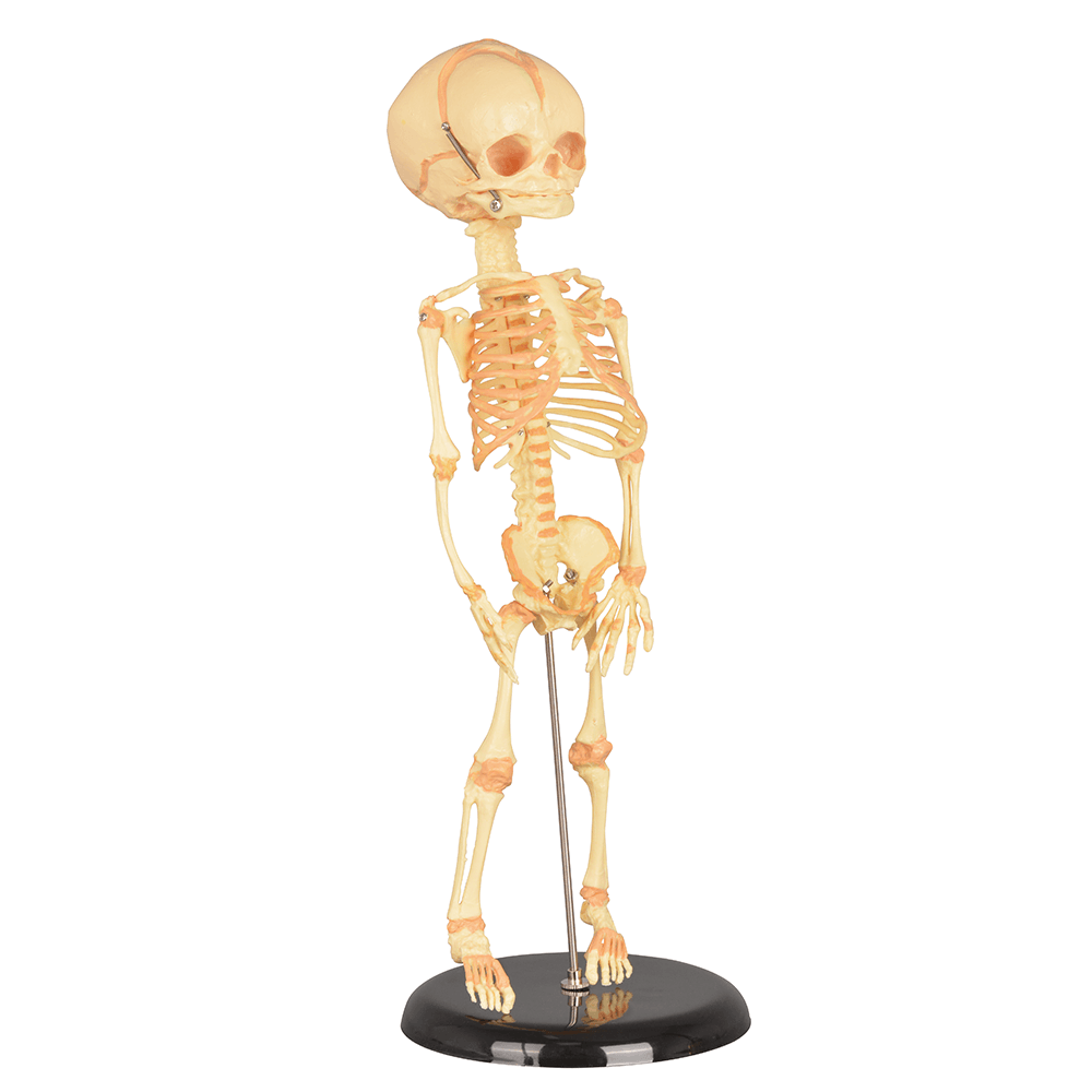 Infant Skeleton Model (Single Skull) - Mini Size, Rod Mounted