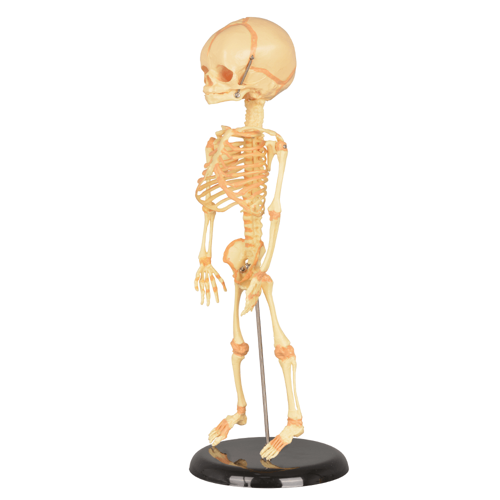 Infant Skeleton Model (Single Skull) - Mini Size, Rod Mounted