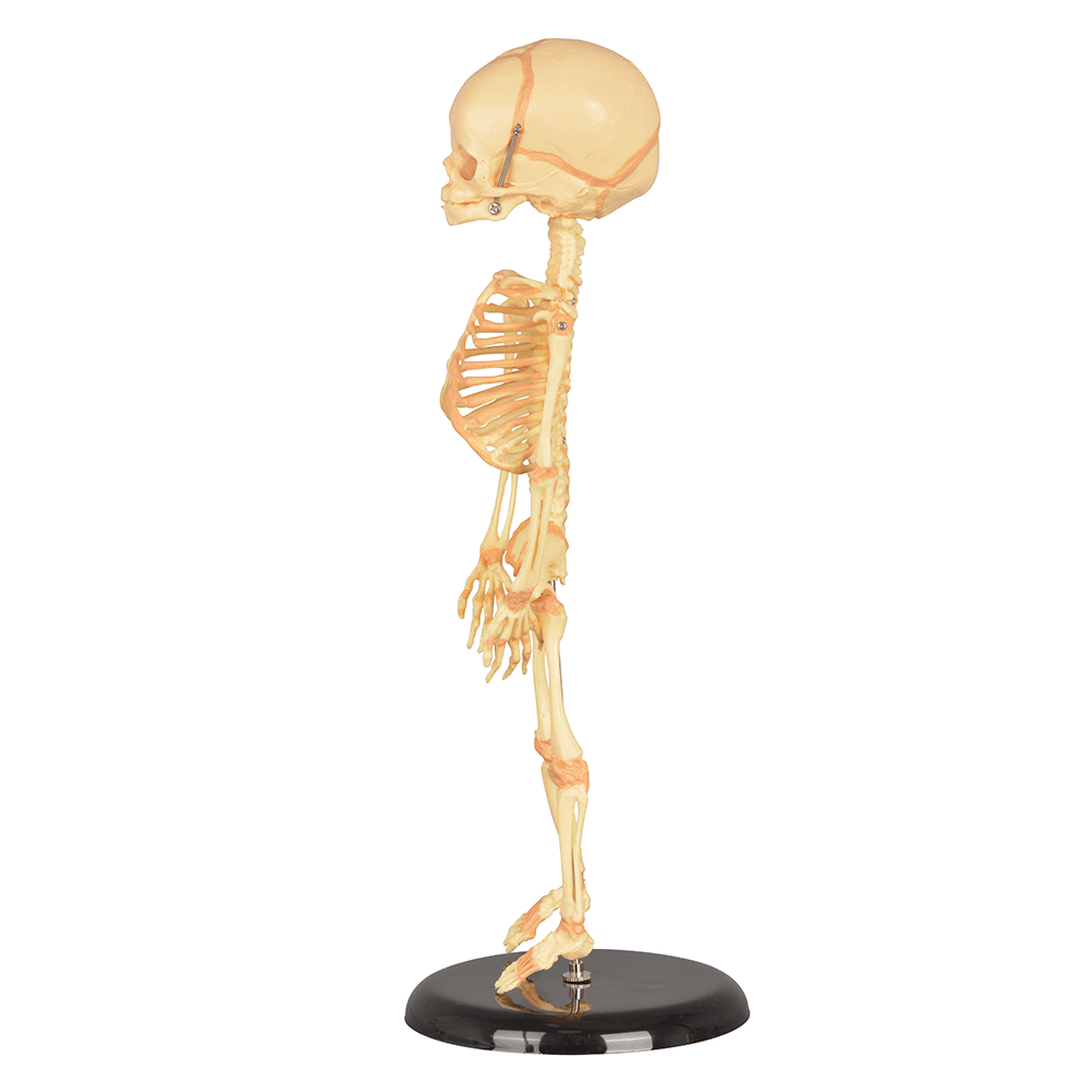 Infant Skeleton Model (Single Skull) - Mini Size, Rod Mounted