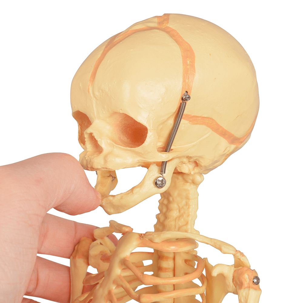 Infant Skeleton Model (Single Skull) - Mini Size, Rod Mounted
