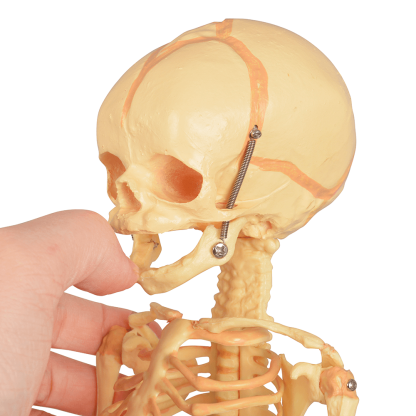 Infant Skeleton Model (Single Skull) - Mini Size, Rod Mounted