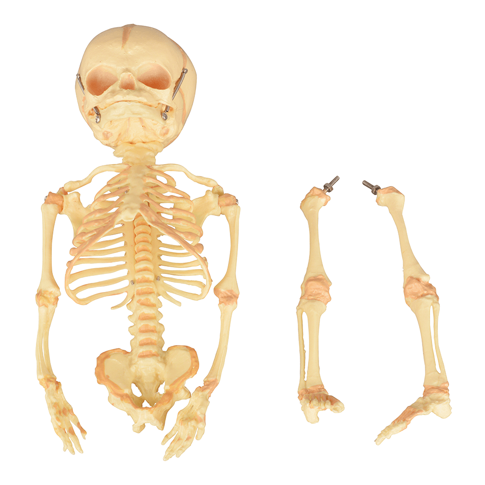 Infant Skeleton Model (Single Skull) - Mini Size, Rod Mounted