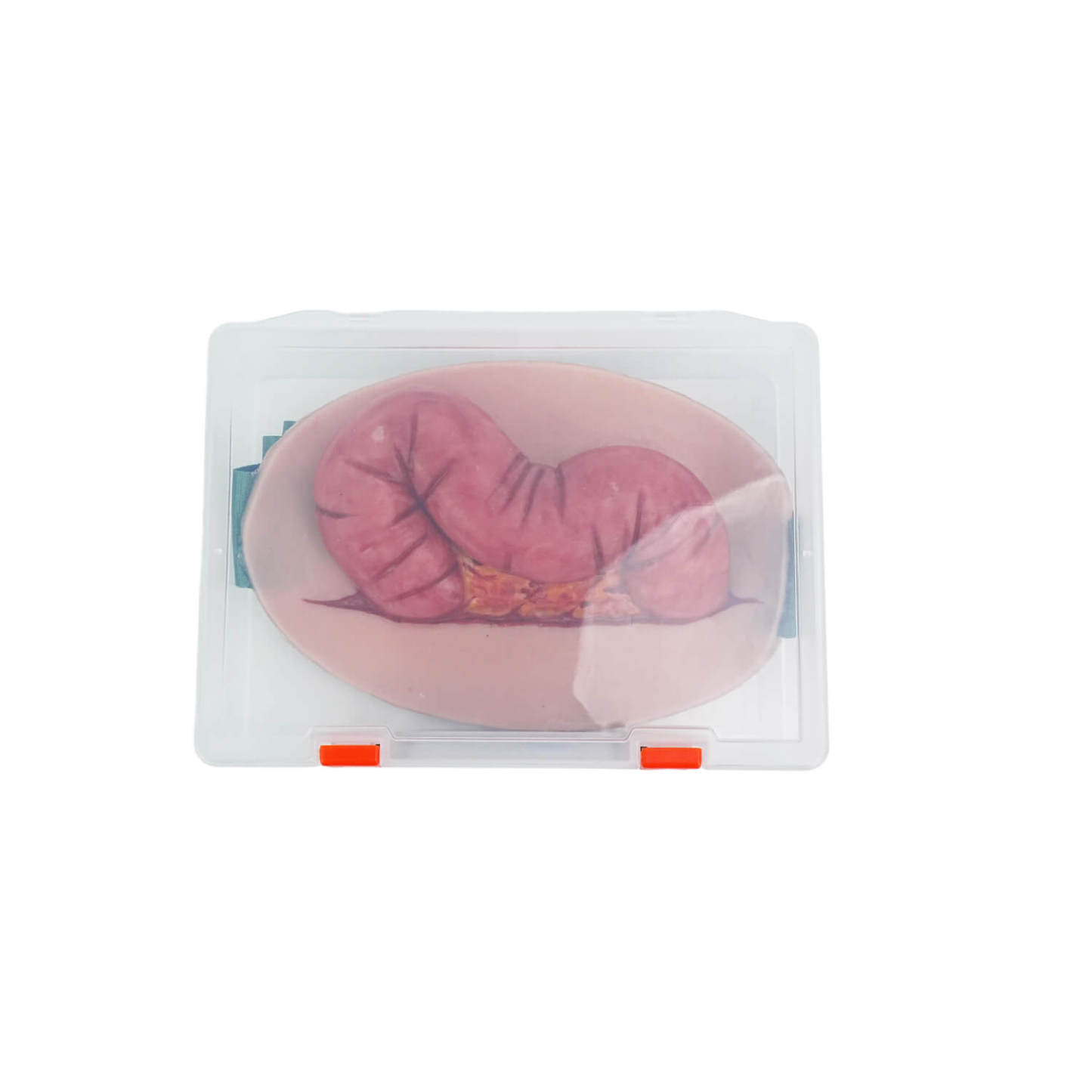 Wearable Abdominal Evisceration Intestinal Wound Simulator