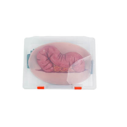 Wearable Abdominal Evisceration Intestinal Wound Simulator