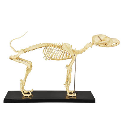 Lab Canine Skeleton - Fixed Articulation on Base