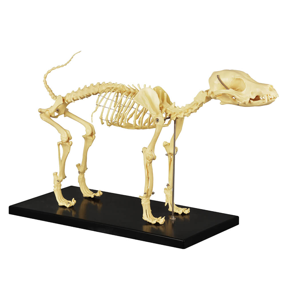 Lab Canine Skeleton - Fixed Articulation on Base