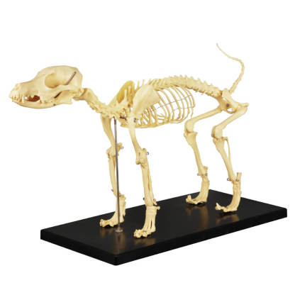 Lab Canine Skeleton - Fixed Articulation on Base