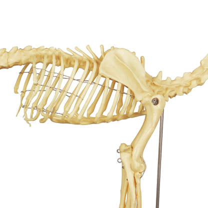 Lab Canine Skeleton - Fixed Articulation on Base