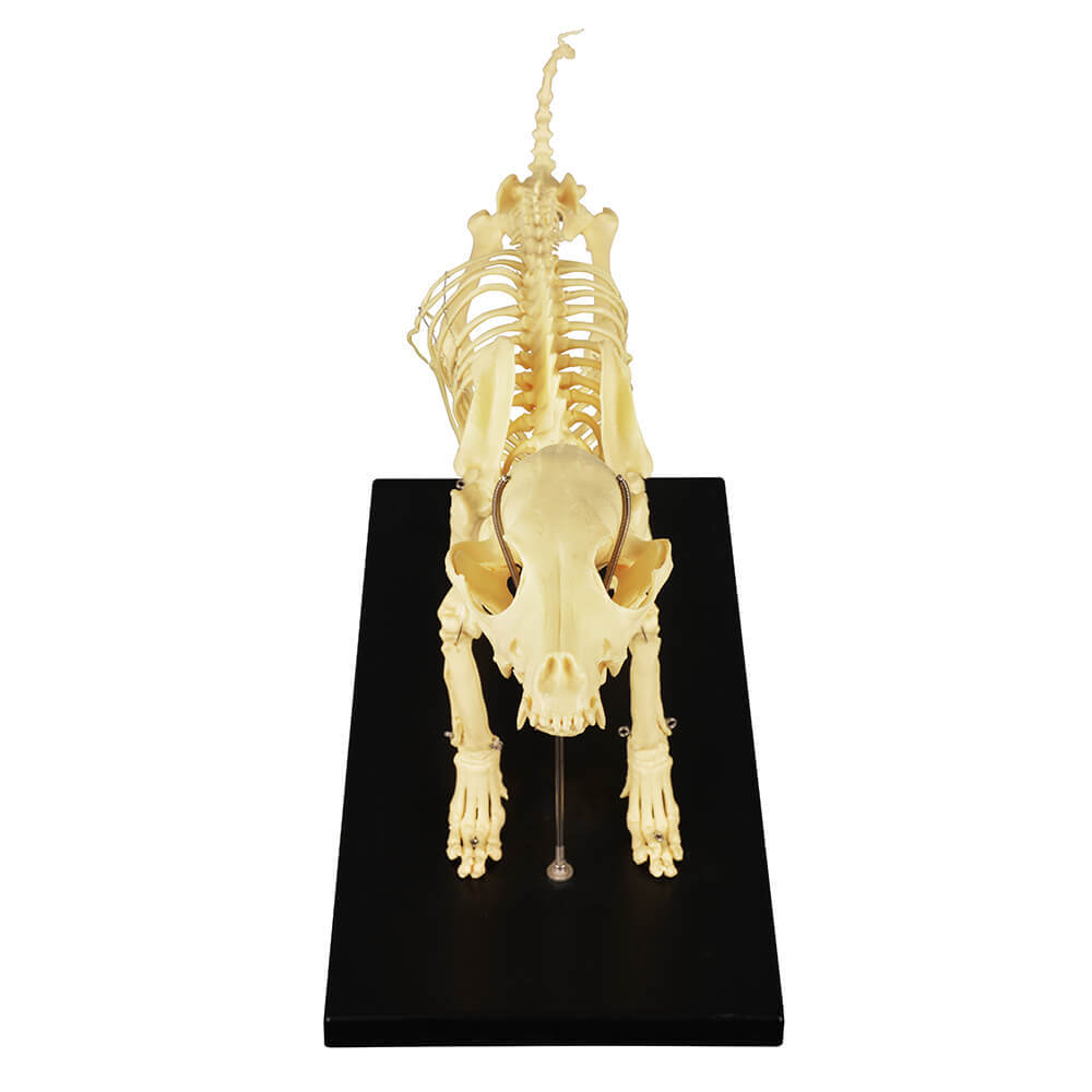 Lab Canine Skeleton - Fixed Articulation on Base