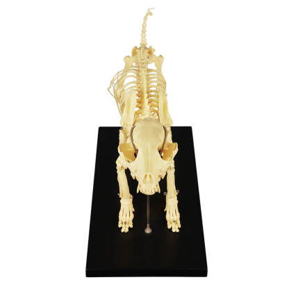 Lab Canine Skeleton - Fixed Articulation on Base
