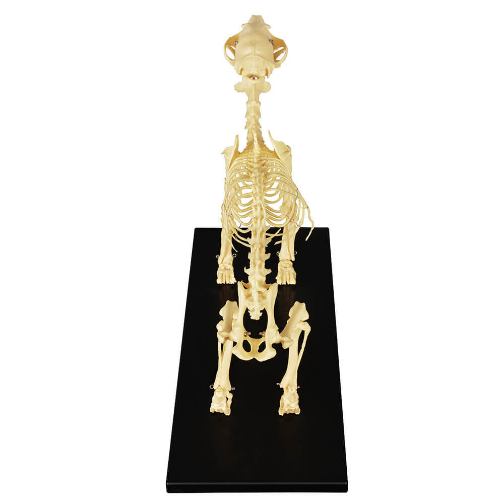 Lab Canine Skeleton - Fixed Articulation on Base