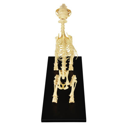 Lab Canine Skeleton - Fixed Articulation on Base