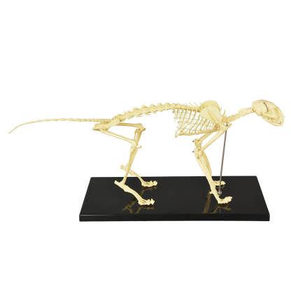 Anatomical Feline Skeleton Model with Display Base