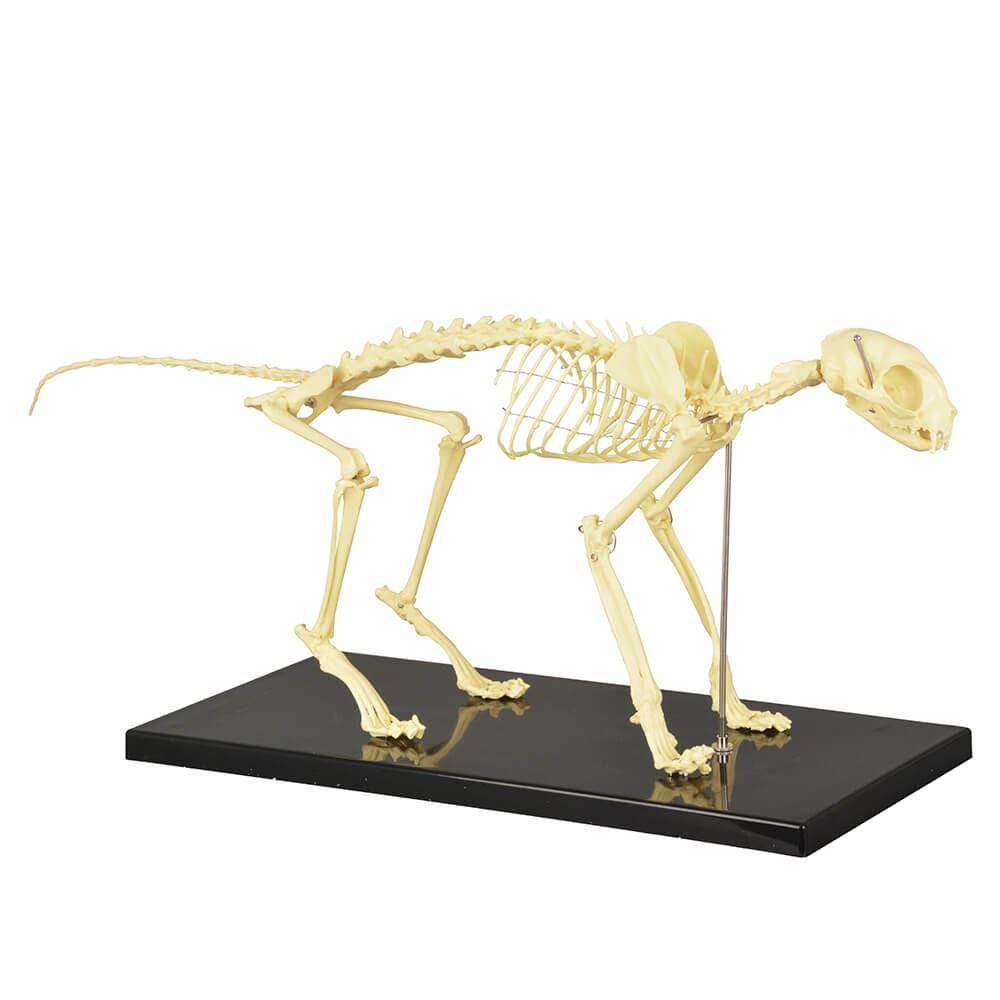 Anatomical Feline Skeleton Model with Display Base