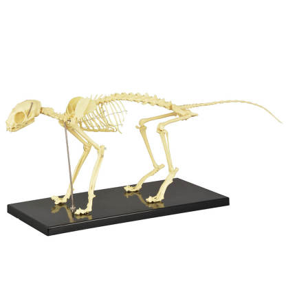 Anatomical Feline Skeleton Model with Display Base