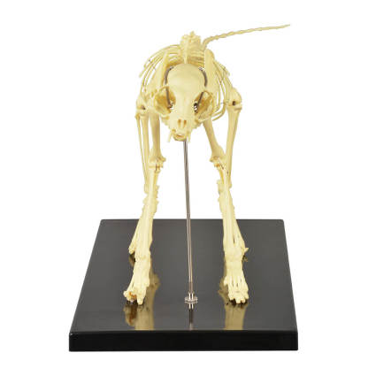 Anatomical Feline Skeleton Model with Display Base
