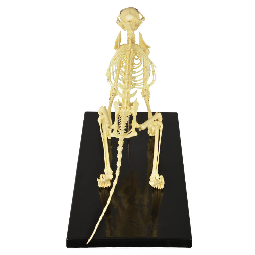 Anatomical Feline Skeleton Model with Display Base