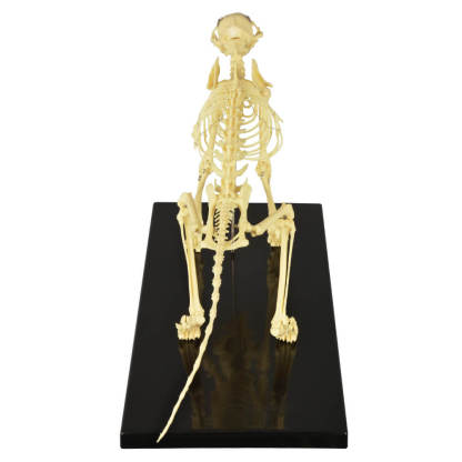 Anatomical Feline Skeleton Model with Display Base