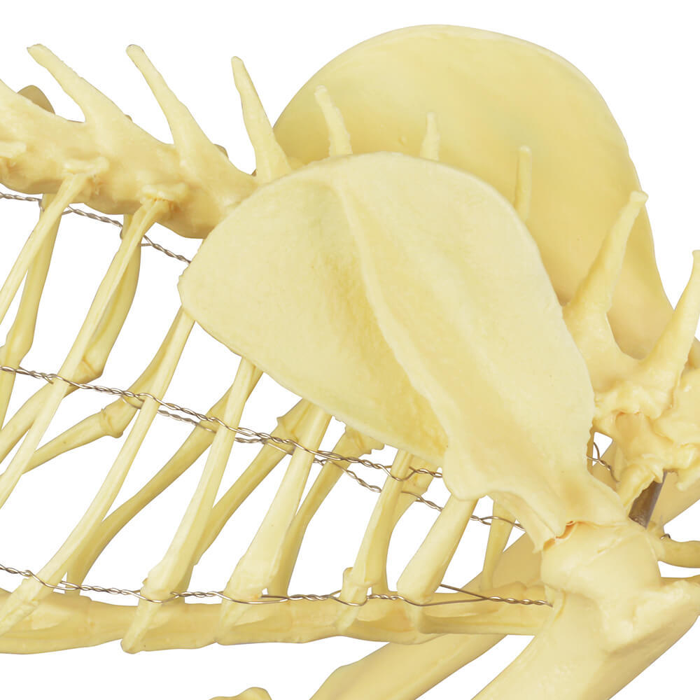 Anatomical Feline Skeleton Model with Display Base