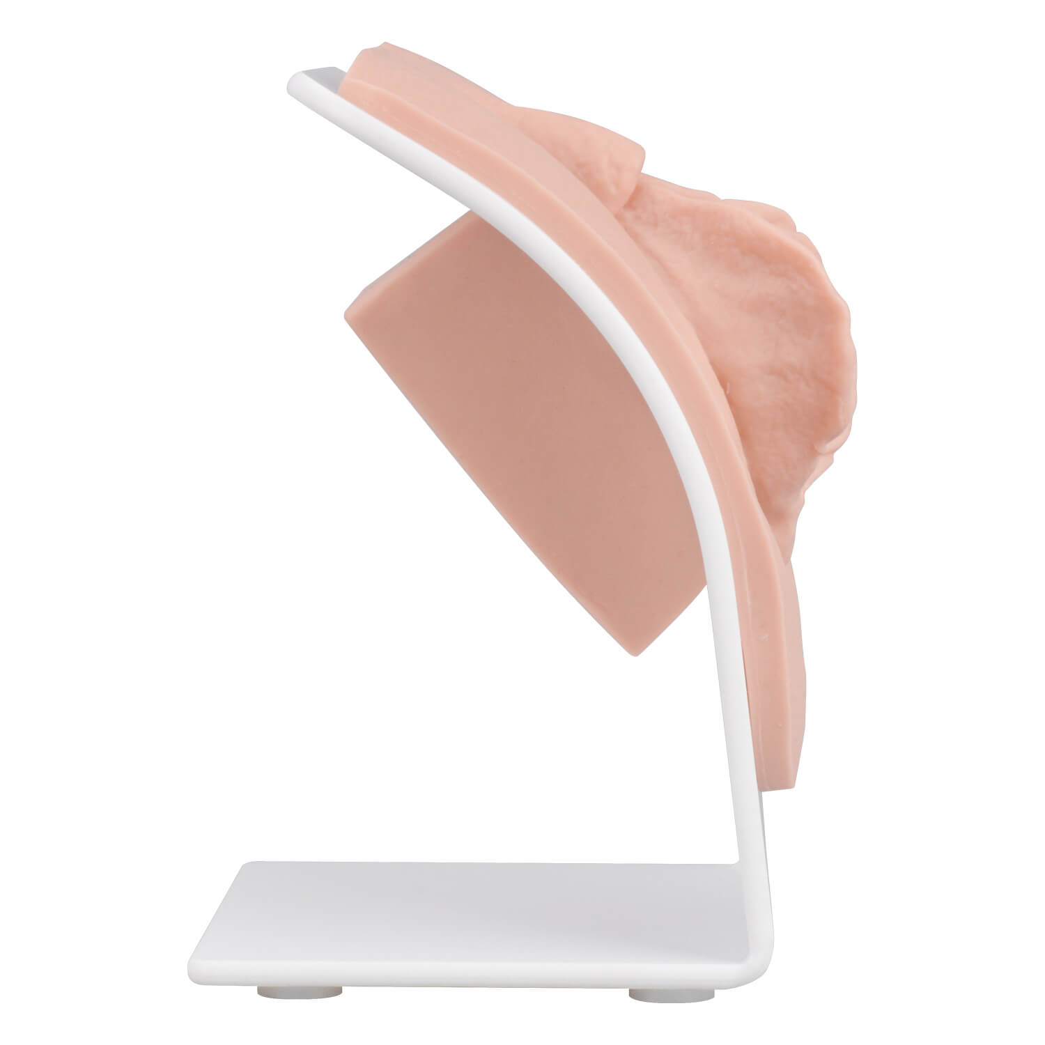Labia Repair Surgical Training Model for Labiaplasty Practice
