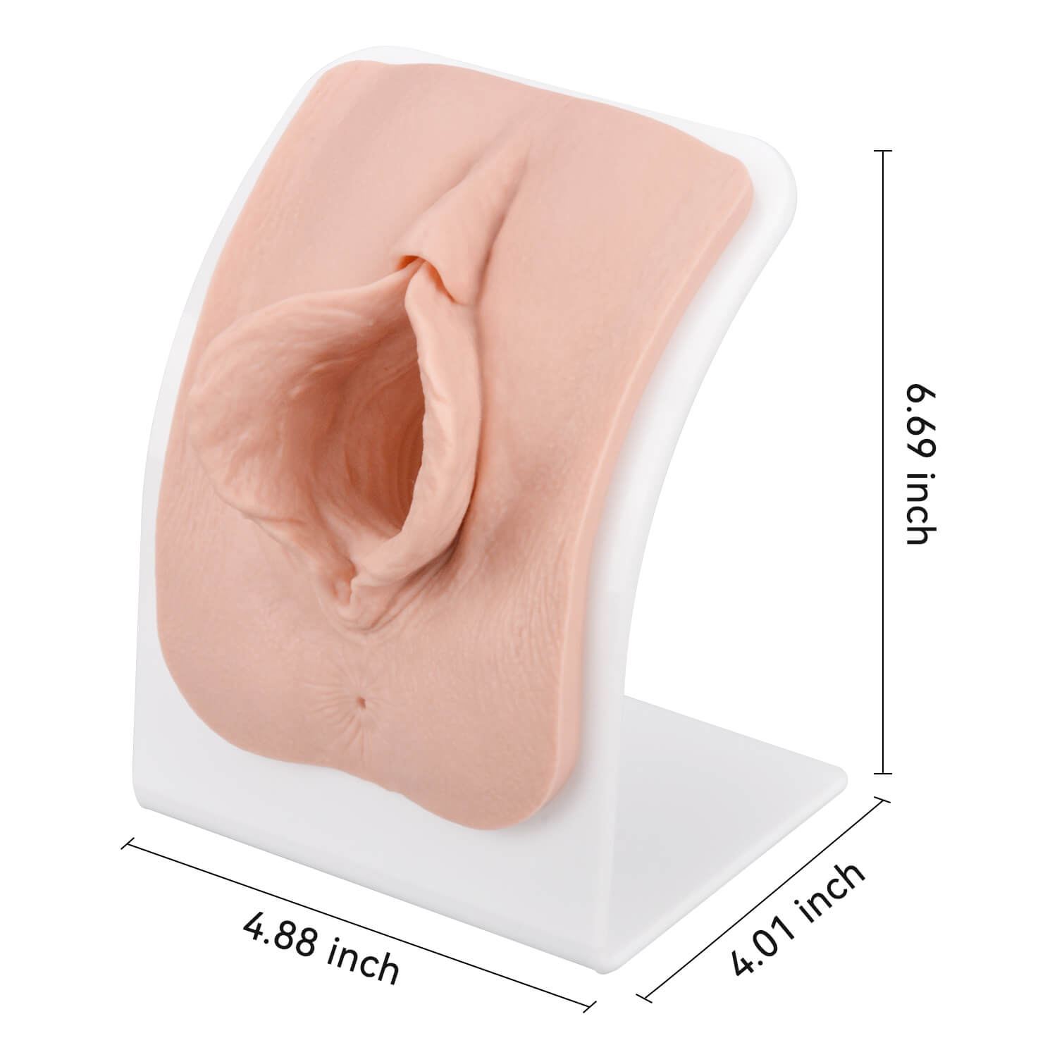 Labia Repair Surgical Training Model Size