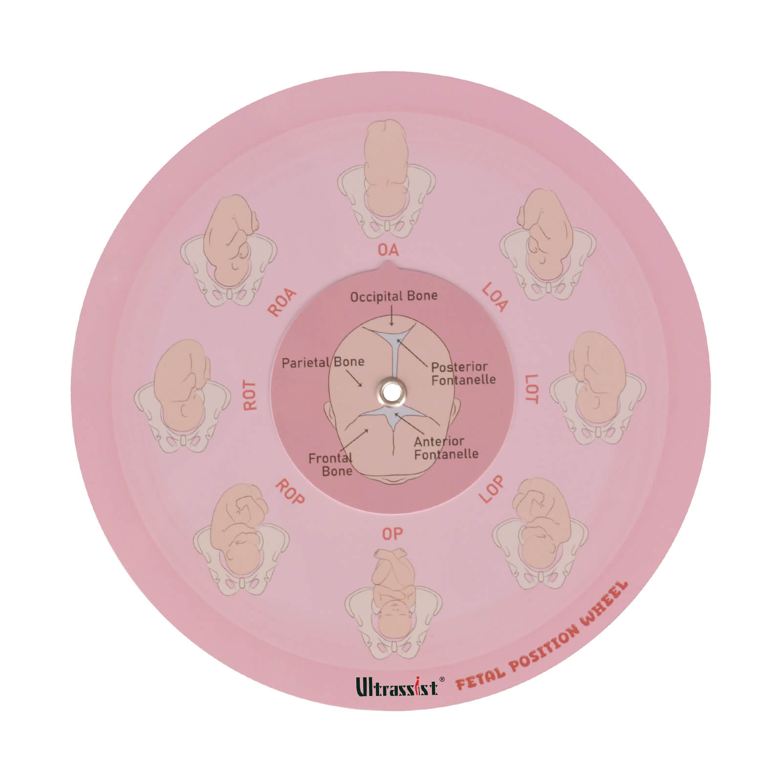 Midwife Fetal Position Tool - Cephalic & Breech