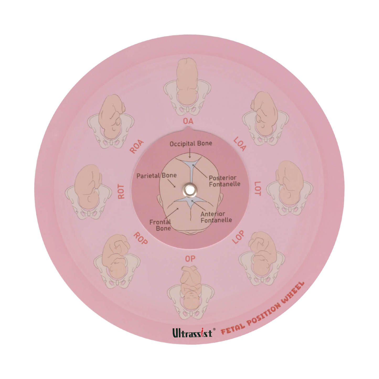 Midwife Fetal Position Tool - Cephalic & Breech