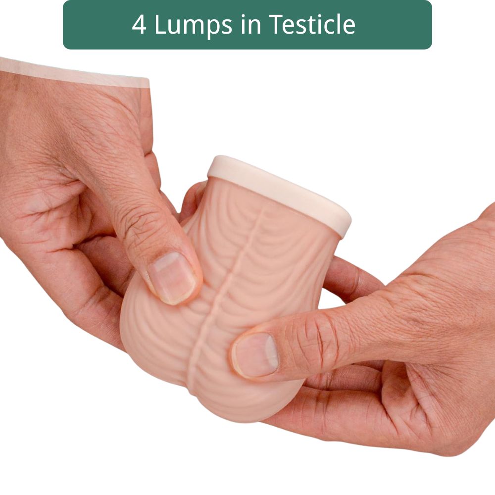 Large Testicular Self Examination(TSE) Model, Beige