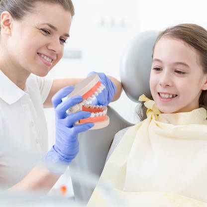 Life-Size Dental Caries Study Model with 28 Adult Teeth