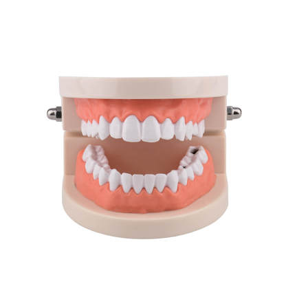 Life-Size Dental Caries Study Model with 28 Adult Teeth