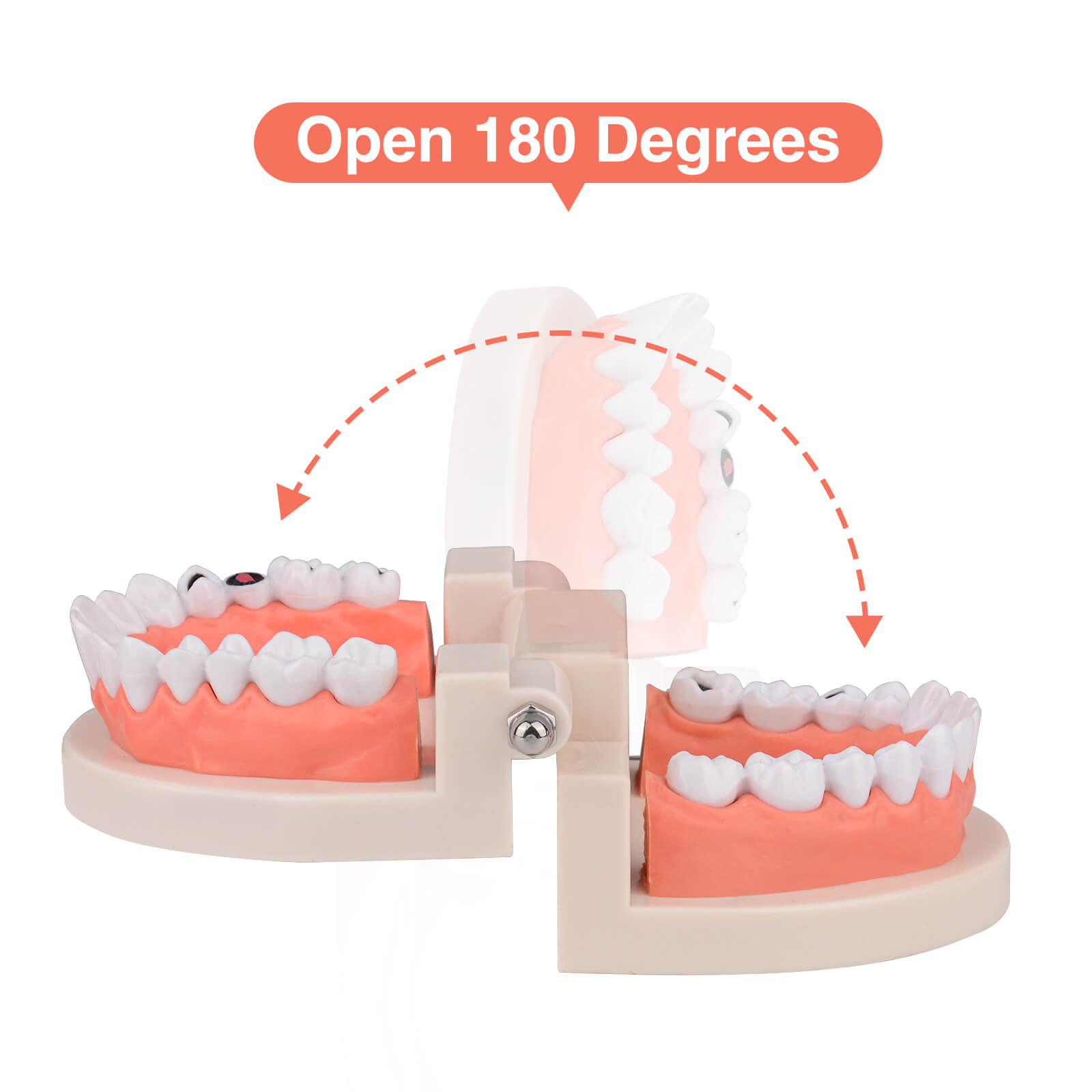 Life-Size Dental Caries Study Model with 28 Adult Teeth