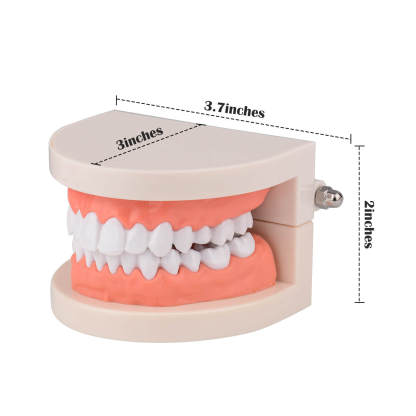 Life-Size Dental Caries Study Model with 28 Adult Teeth