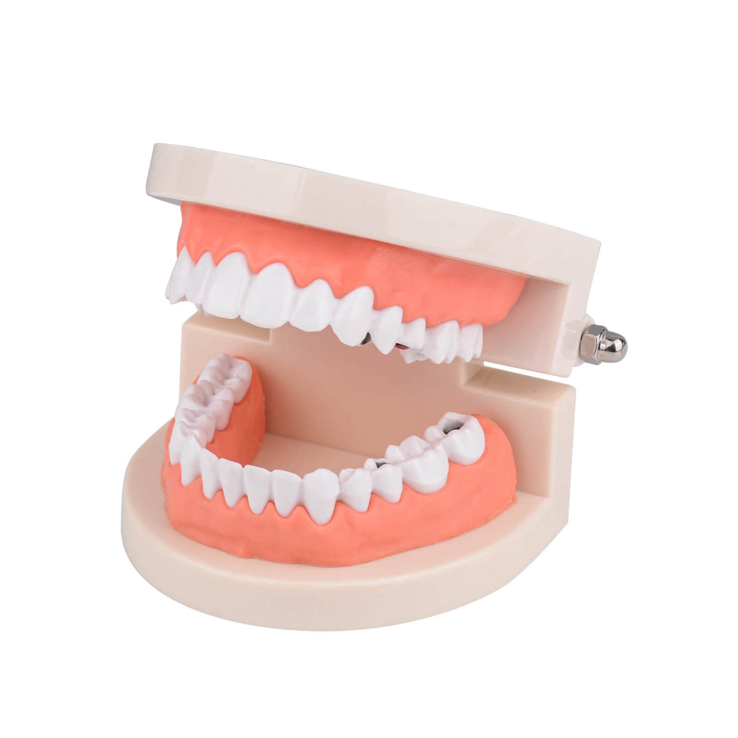 Life-Size Dental Caries Study Model with 28 Adult Teeth