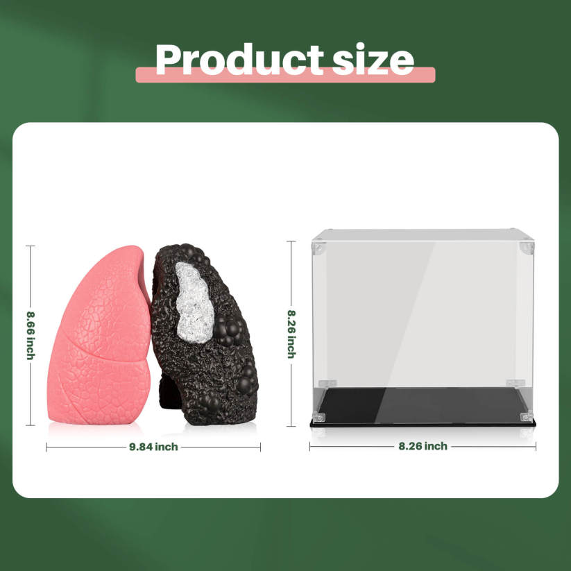 Ultrassist Healthy Lung vs. Smokers Lung Model Set