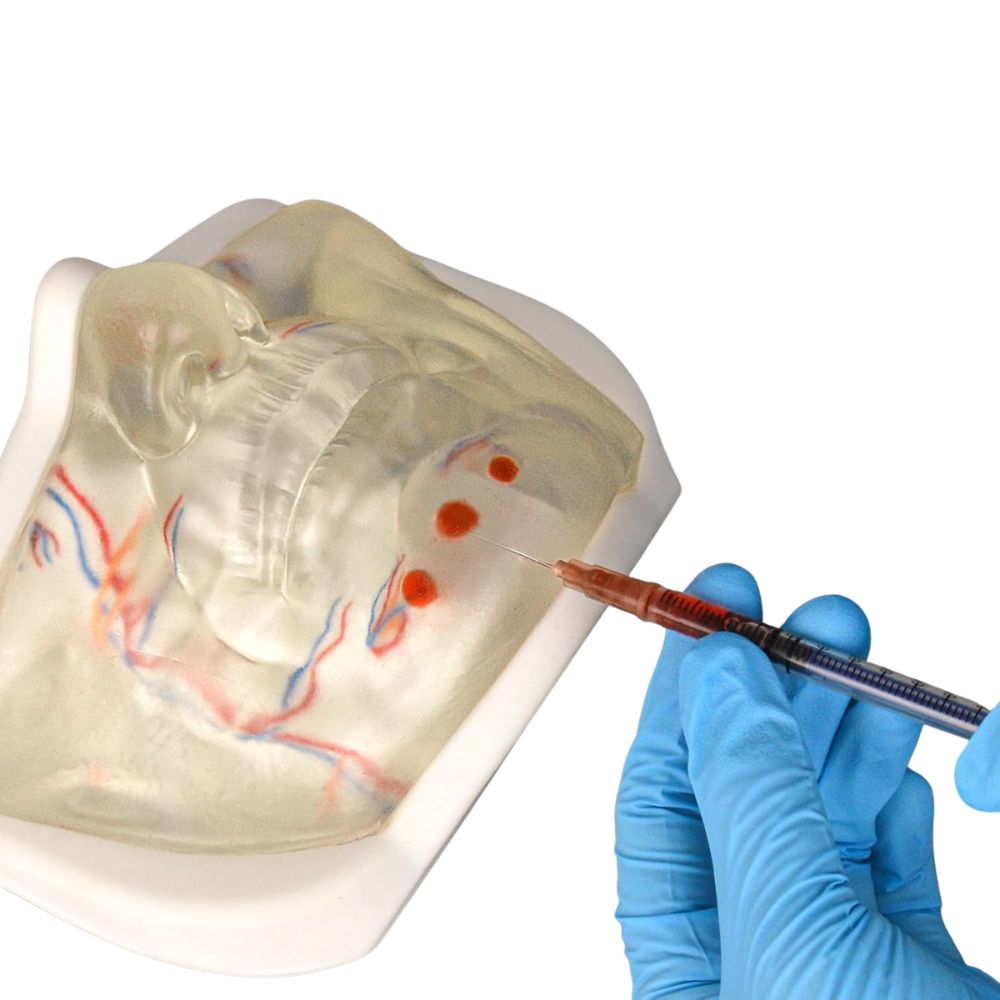 Transparent Lower Face Injection & Filler Training Model with Vessels