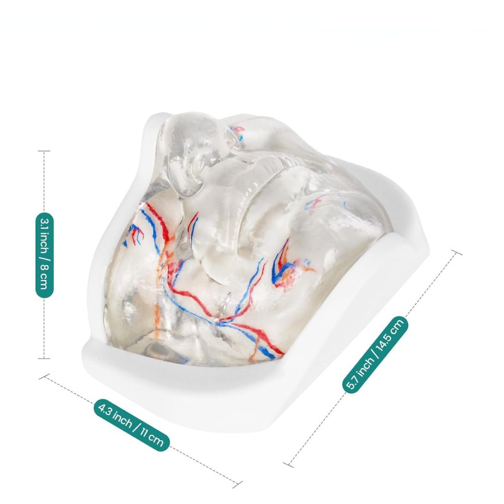 Transparent Lower Face Injection & Filler Training Model with Vessels