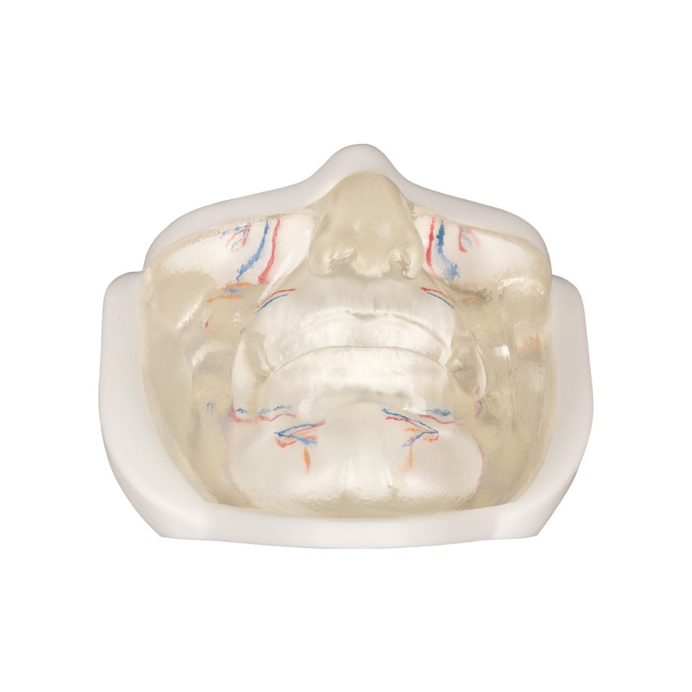 Transparent Lower Facial Injection & Filler Practice Model